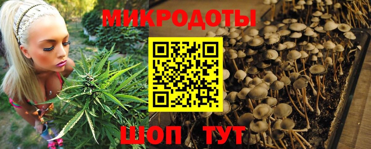 купить   Борисоглебск  Псилоцибиновые грибы GOLDEN TEACHER 